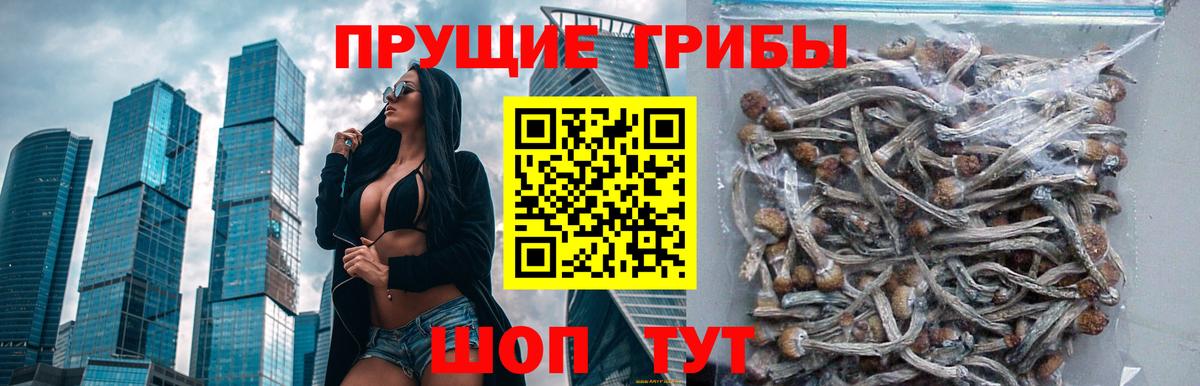Псилоцибиновые грибы мухоморы Санкт-Петербург